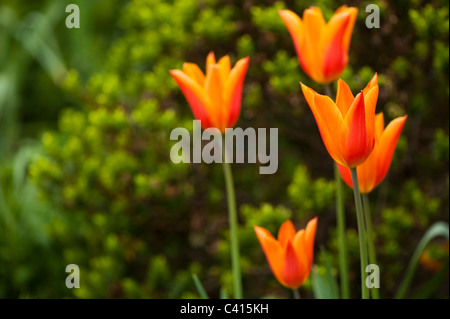 Tulipa "ballerina", Lily-Flowered tulipani in fiore Foto Stock