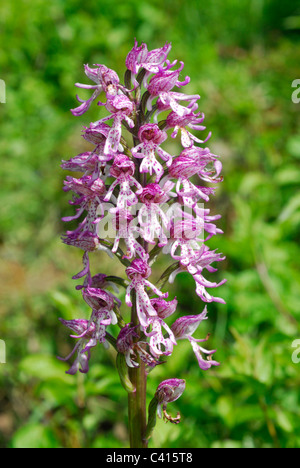 Ibrido di scimmia e Lady Orchid, Orchis simia x O. purpurea = O. x angusticruris Foto Stock