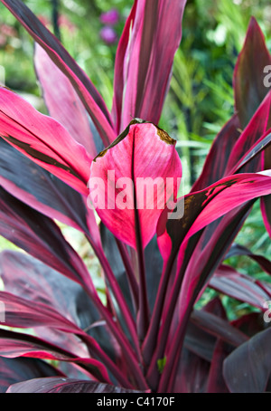 Viola lasciato Cordyline Fruticosa pianta crescente in Singapore Botanic Gardens Repubblica di Singapore Asia Foto Stock