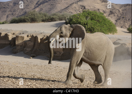 Gli elefanti del deserto, Loxodonta africana, Hoanib fiume secco, Namibia, Africa, Gennaio 2011 / Wüstenelefanten Foto Stock