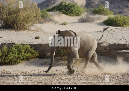 Gli elefanti del deserto, Loxodonta africana, Hoanib fiume secco, Namibia, Africa, Gennaio 2011 / Wüstenelefanten Foto Stock