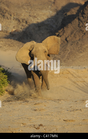 Gli elefanti del deserto, Loxodonta africana, Hoanib fiume secco, Namibia, Africa, Gennaio 2011 / Wüstenelefanten Foto Stock