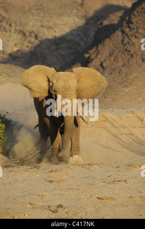 Gli elefanti del deserto, Loxodonta africana, Hoanib fiume secco, Namibia, Africa, Gennaio 2011 / Wüstenelefanten Foto Stock