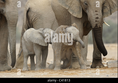 Gli elefanti del deserto, Loxodonta africana, Hoanib fiume secco, Namibia, Africa, Gennaio 2011 Foto Stock