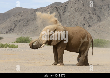 Gli elefanti del deserto, Loxodonta africana, Hoanib fiume secco, Namibia, Africa Foto Stock