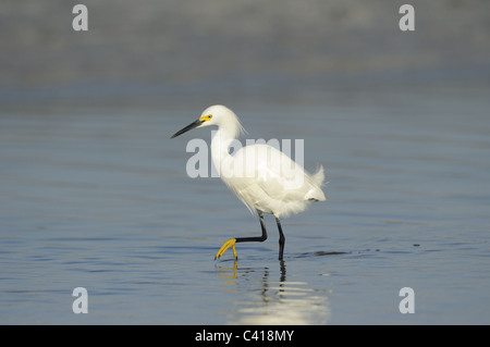 Snowy garzetta, Egretta thuja, Fort De Soto Park, Florida, USA, aprile 2010 / Schmuckreiher Foto Stock