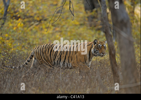 Radio Tigre a collare stalking preda nel suo habitat in Ranthambhore national park, India Foto Stock