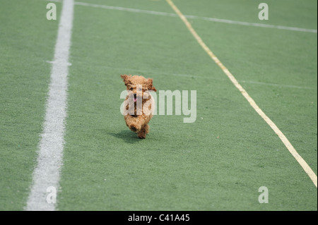 Grazioso piccolo cane barboncino in esecuzione sul parco giochi Foto Stock