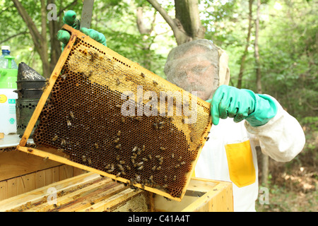 Apicoltore ispezione alveare e telai con il nido d'ape all'apiario in Slovacchia. Foto Stock