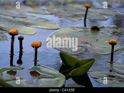Fiore giallo nymphea foglie in un stagno Foto Stock
