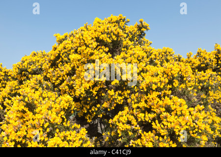 Gorse giallo fioritura insieme contro un cielo blu chiaro su Exmoor, Somerset, Inghilterra, Regno Unito Foto Stock