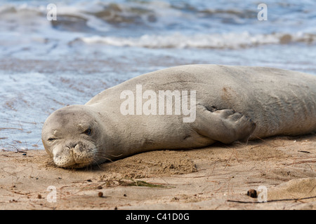 Il risveglio Foca Monaca sulla spiaggia. Hawai'una foca monaca una specie in via di estinzione si riattiva da un pisolino appena al di sopra della linea di surf. Foto Stock