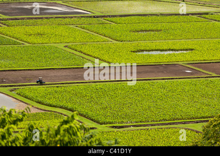 I campi di Taro lungo il fiume Hanalei con il trattore. I campi di taro barlume nel sole caldo come un trattore passa su una diga/strada. Foto Stock