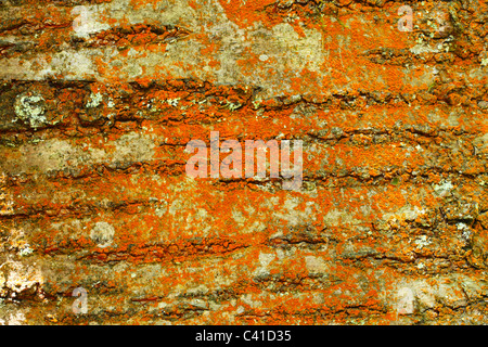 Lichene arancione o Trentepohlia alga su un argento betulla, Betula pendula. Foto Stock