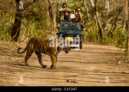 Tiger muovendo in Ranthambore riserva della tigre con auto turistiche in background Foto Stock