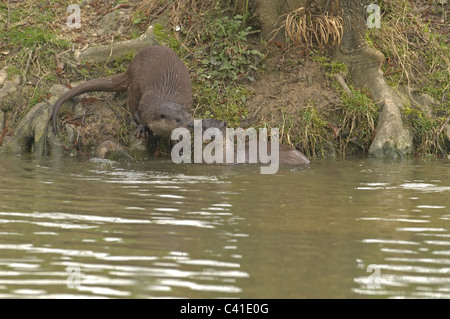 Coppia di lontre Lutra lutra accanto a riva. Regno Unito Foto Stock