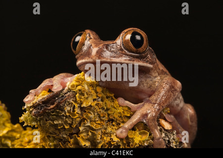 In marmo Rana Reed/ Verniciata Rana Reed (Hyperolius marmoratus) sat su lichen incrostati di ramo, ritratto Foto Stock