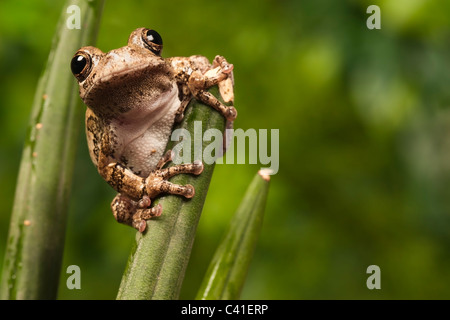 North American grigio Raganella [Hyla versicolor] aggrappati ad una foglia, ritratto Foto Stock