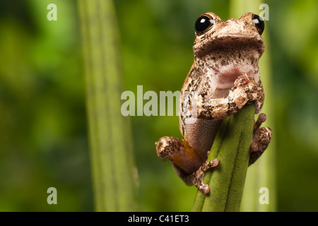North American grigio Raganella [Hyla versicolor] aggrappati ad una foglia, ritratto Foto Stock