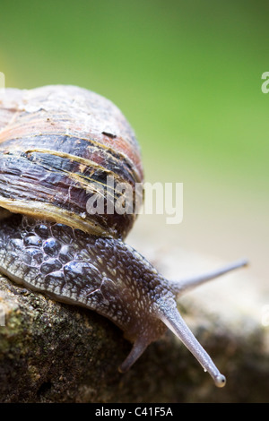 Helix Aspersa Giardino lumaca su murature in pietra Foto Stock