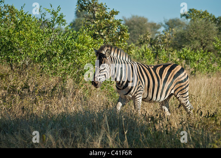 Una alimentazione di zebra sull'erba Foto Stock