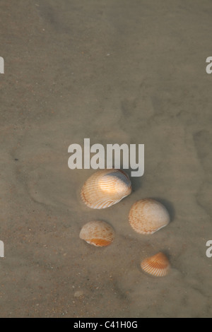 Scaloppina sparse conchiglie sulla spiaggia Florida USA Foto Stock