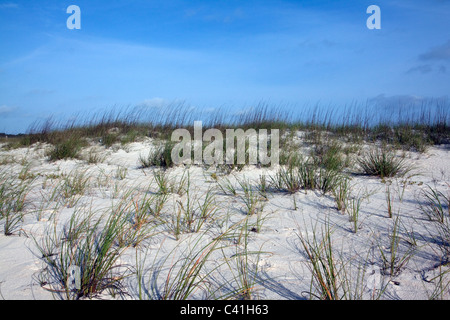 Spiaggia di graminacee sulle dune di sabbia di St George Island Florida USA Foto Stock