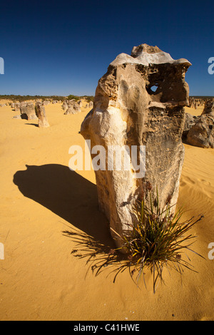 Alberi pietrificato - i pinnacoli - Australia occidentale Foto Stock