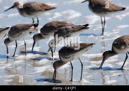 Willets (Catoptrophorus semipalmatus), South Carolina, STATI UNITI D'AMERICA Foto Stock