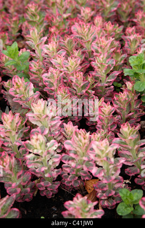 La nuova crescita su Lysimachia punctata ' Alexander' presso il National Botanic Garden of Wales - Gardd Fotaneg Genedlaethol Cymru Foto Stock