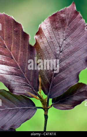Primo piano della Roseomarginata faggio europeo Fagus sylvatica foglie in primavera Foto Stock
