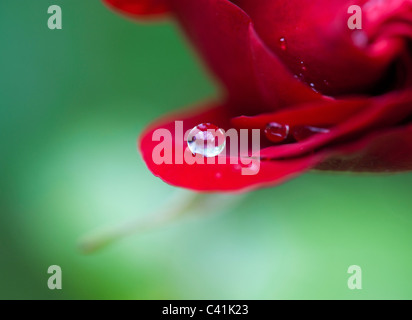 Raindrop su rosso petali di rosa contro uno sfondo verde Foto Stock