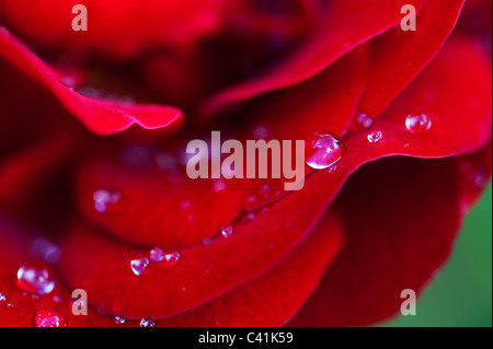 Le gocce di pioggia sulla rossa petali di rosa Foto Stock