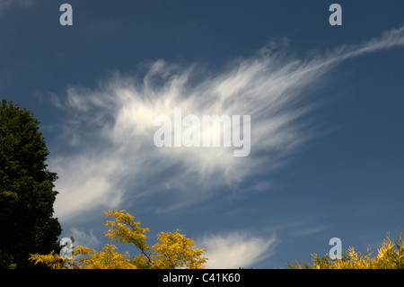 Cirrus nuvole nel cielo blu chiamato Cirrus Uncinus. Foto Stock