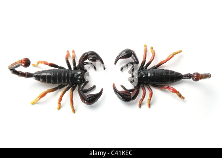 Gli scorpioni in plastica Foto Stock