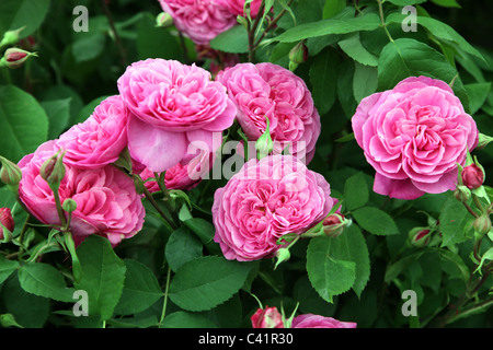 Rosa Gertrude Jekyll, David Austin inglese rosa rampicante, Chelsea Flower Show 2011 Foto Stock