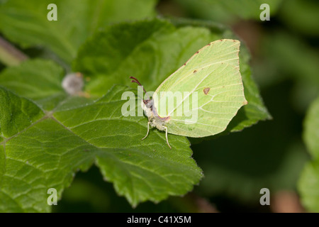 Brimstone Gonepteryx rhamni maschio adulto butterfly a riposo su una foglia Foto Stock