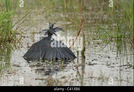 Nero Egretta garzetta ardesiaca porpora in Okavango Delta Foto Stock