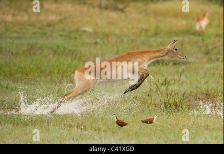 Red Lechwe saltando, correre e saltare in acqua swamp in Okavango Delta, Botswana Foto Stock