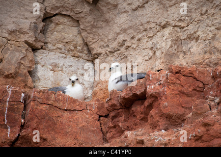 Northern Fulmar Fulmaris glacialis coppia adulta a neast su una scogliera battuta Foto Stock