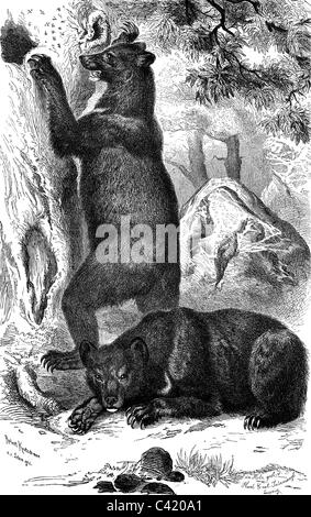 zoologia, mammiferi, orsi, orso nero asiatico (Ursus thibetanus), incisione del legno dopo il disegno di Robert Kretschmer, illustrazione di 'Brehm's Tierleben' di Alfred Brehm, 1863, diritti aggiuntivi-clearences-non disponibile Foto Stock