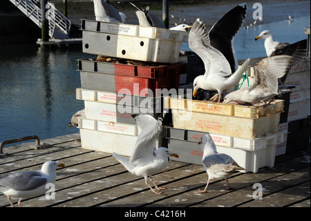 Gull nel pesce garbage,Courseulles-sur-Mer,Calvados,Normandia, Francia,aringhe europea Gull,adulto e juvenil Foto Stock