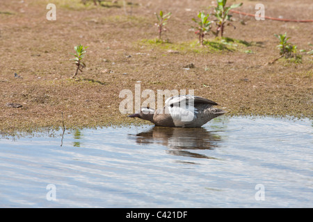 Marzaiola Anas querquedula maschio adulto nel piumaggio di allevamento Foto Stock
