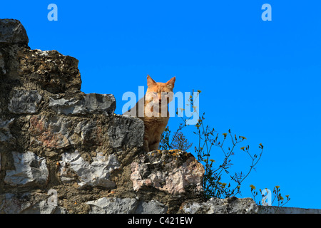 Un gatto si siede su una parte di parete tra le rovine del castello di Tavira, Algarve, Portogallo. Foto Stock