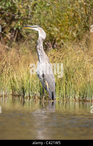 L'Airone cenerino rondini una trota intera lungo il Henry's forcella di Snake River in Idaho settentrionale. Foto Stock