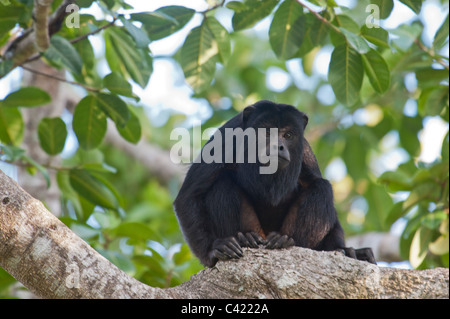 Nero scimmia urlatrice (Alouatta caraya) maschio, il Pantanal, Mato Grosso, Brasile Foto Stock