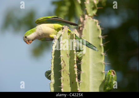 Monaco parrocchetto (Myiopsitta monachus), appollaiato su un cactus, il Pantanal, Mato Grosso, Brasile Foto Stock