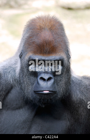 Ritratto di gorilla con una macchia di colore rosa sul labbro Foto Stock