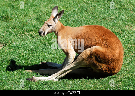 Closeup canguro rosso (Macropus rufus) giacenti sull'erba visto dal profilo Foto Stock
