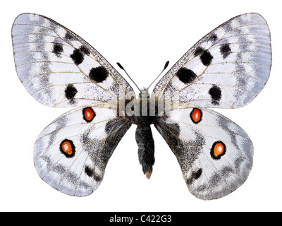 Apollo butterfly (Parnassius apollo) isolati su sfondo bianco Foto Stock